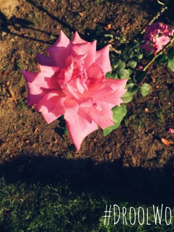 #DroolWorthy | thekitchenpaper.com